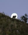 Wallaroo