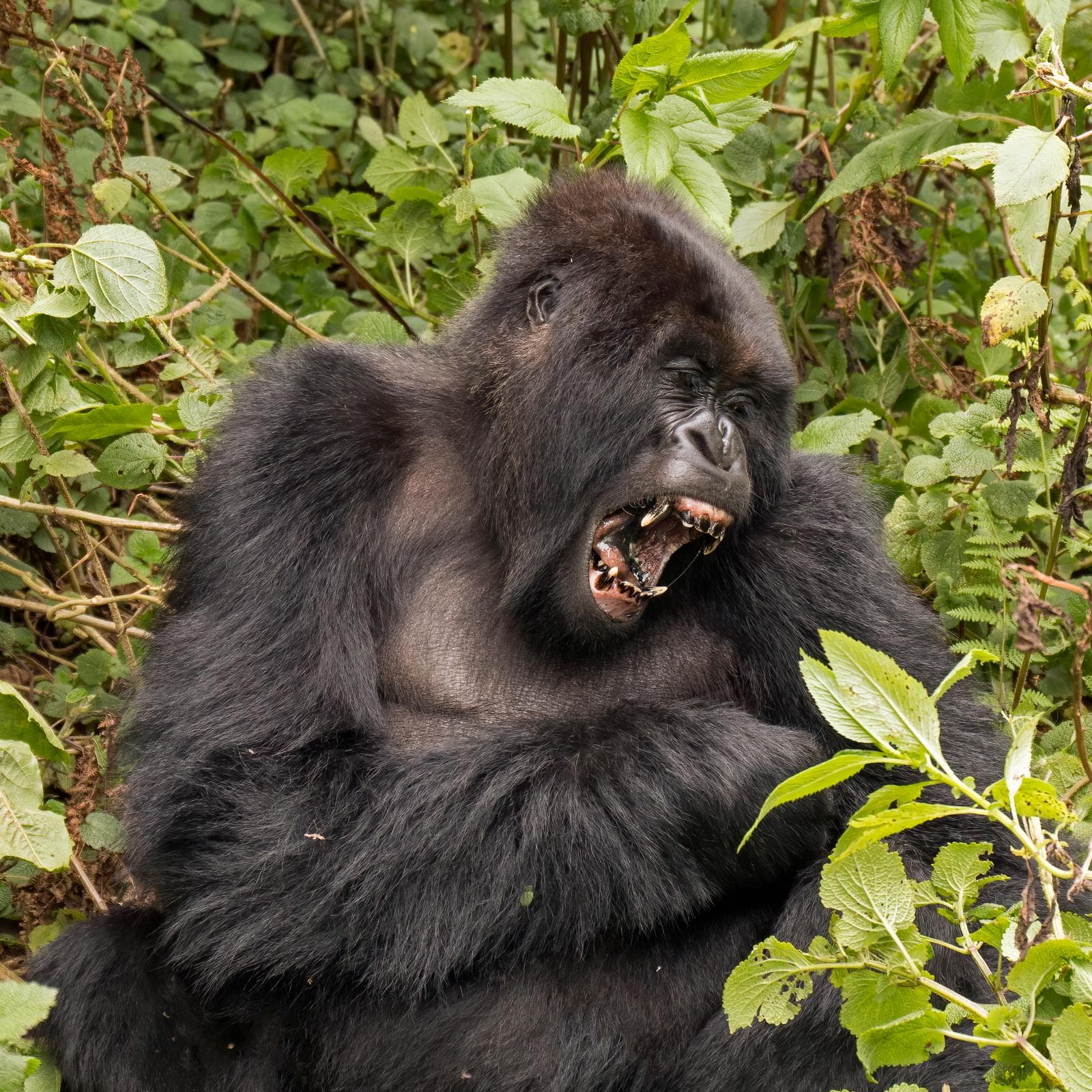 Västlig gorilla — 1/3