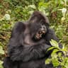 Västlig gorilla
