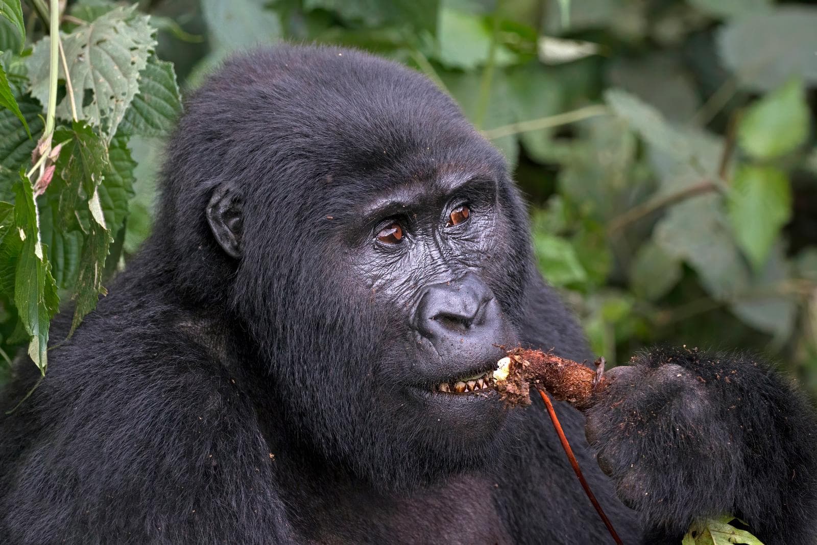 Västlig gorilla — 2/3