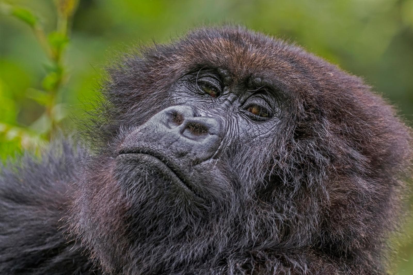 Västlig gorilla — 3/3