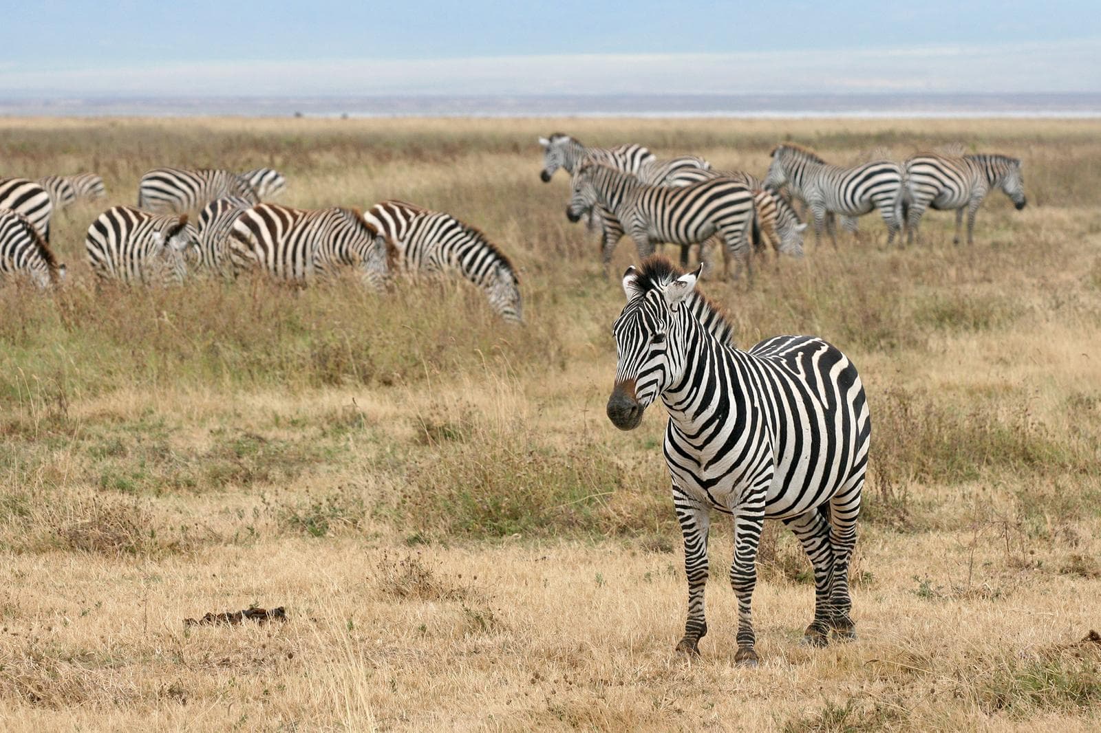 Zebra — 1/3