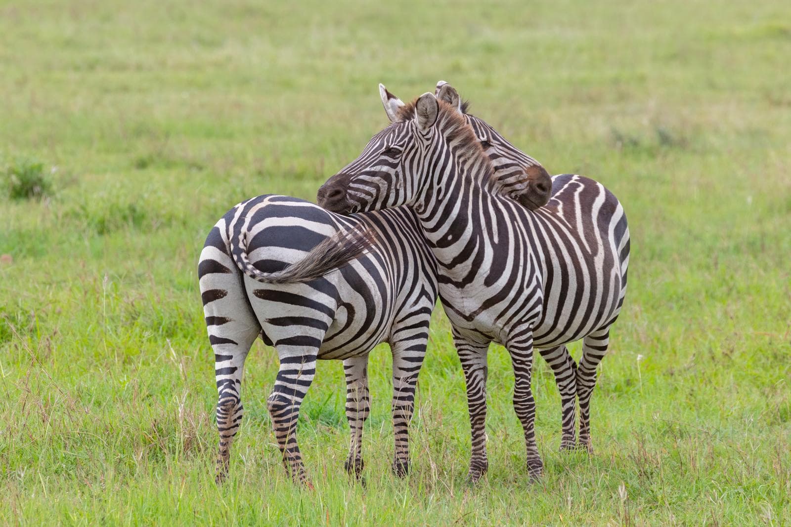 Zebra — 2/3
