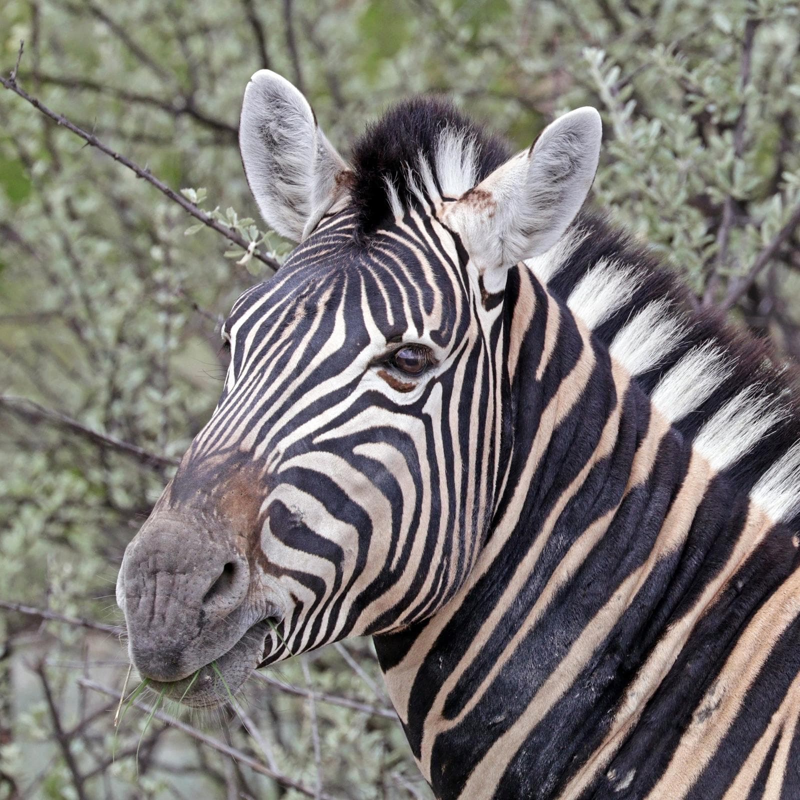 Zebra — 3/3
