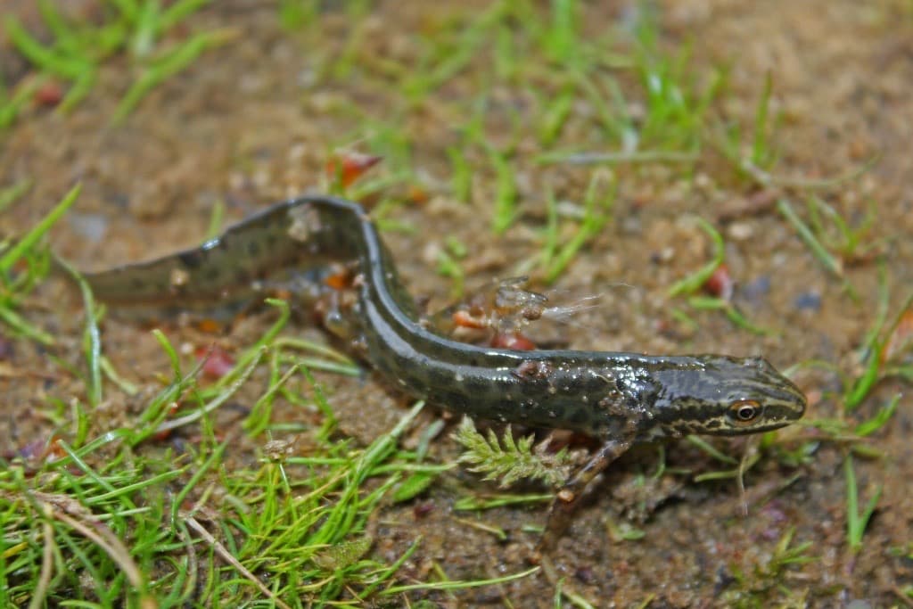 Mindre vattensalamander