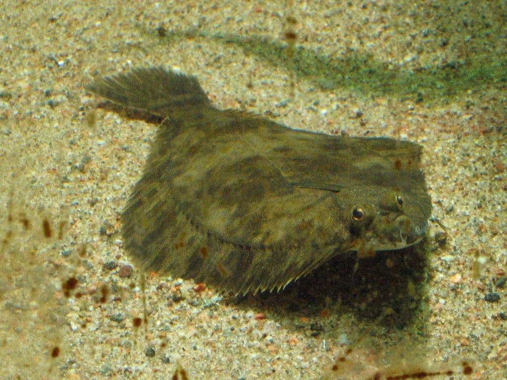Skrubbskädda — 3/3