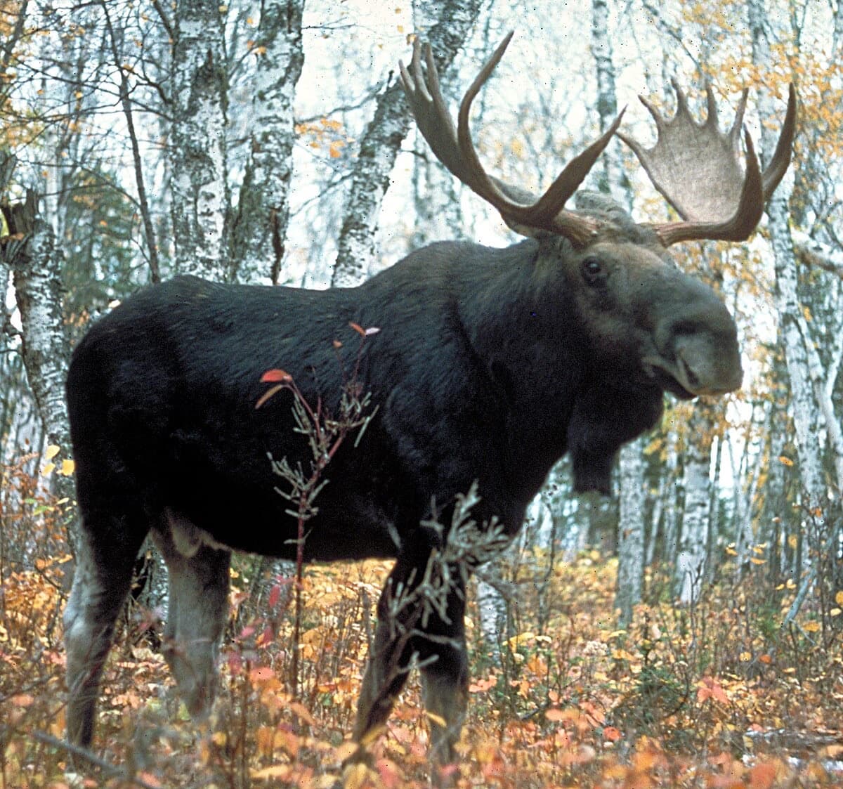 Älg