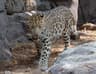 Amurleopard