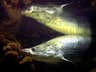 Arapaima