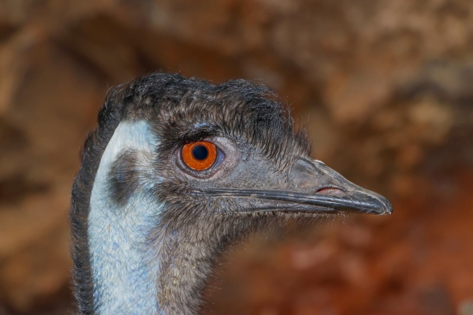 Emu — 3/3