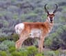 Gaffelantilop