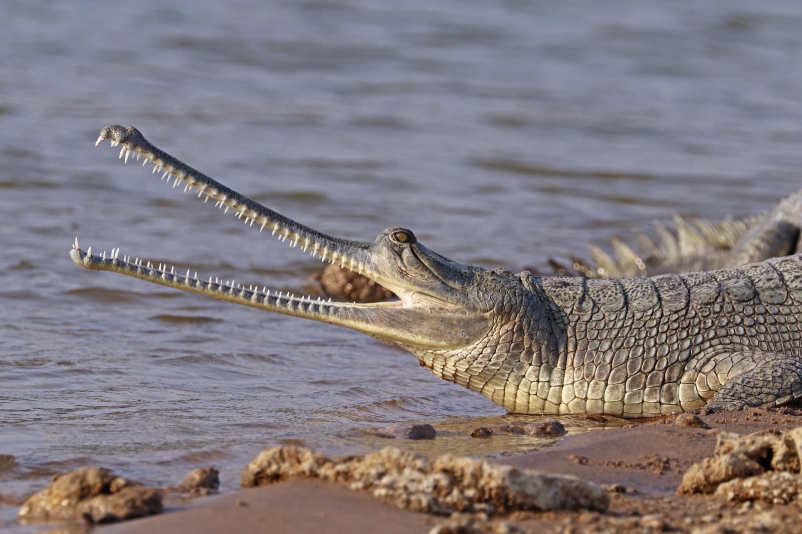Gangesgavial — 2/3