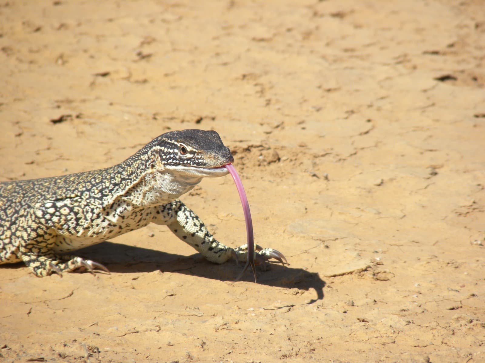 Goulds varan — 2/3