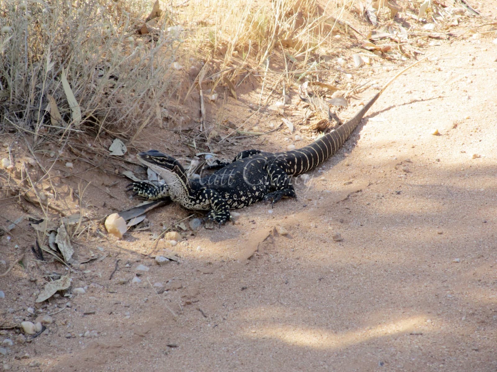 Goulds varan — 3/3