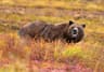 Grizzlybjörn
