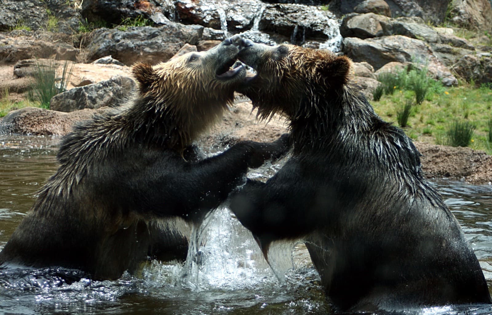 Grizzlybjörn — 2/3