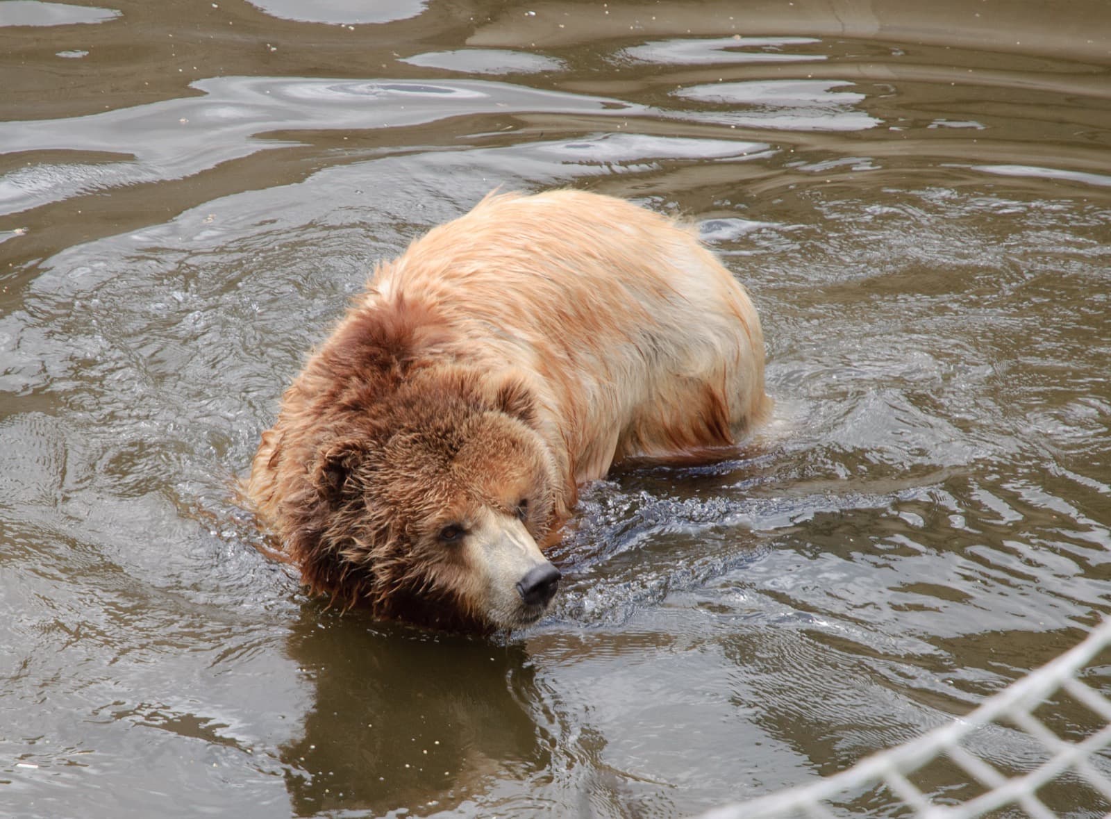 Grizzlybjörn — 3/3