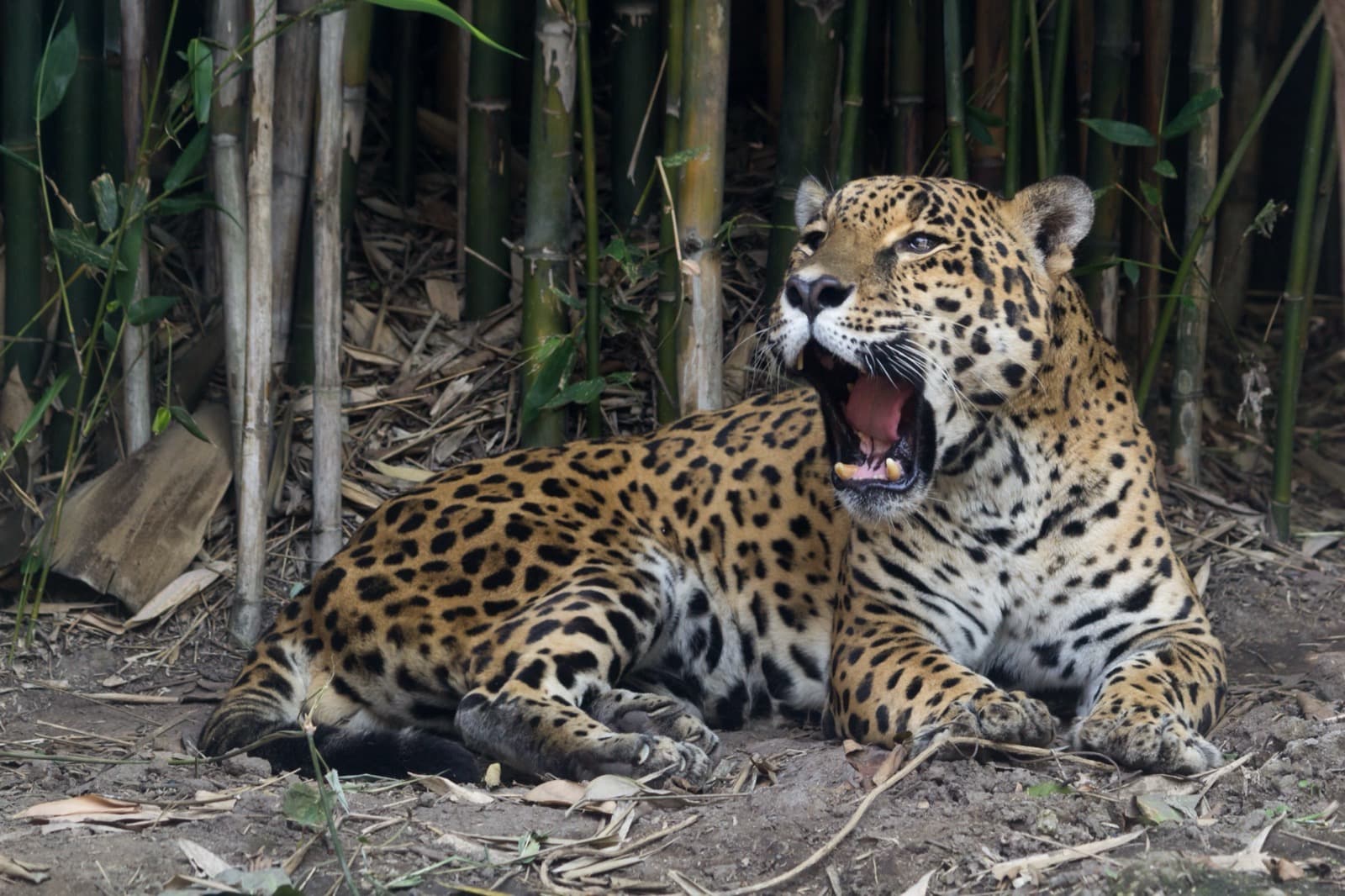 Jaguar — 2/3