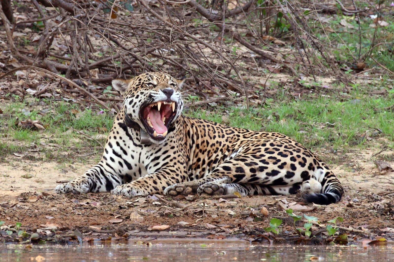 Jaguar — 3/3