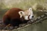 Röd panda
