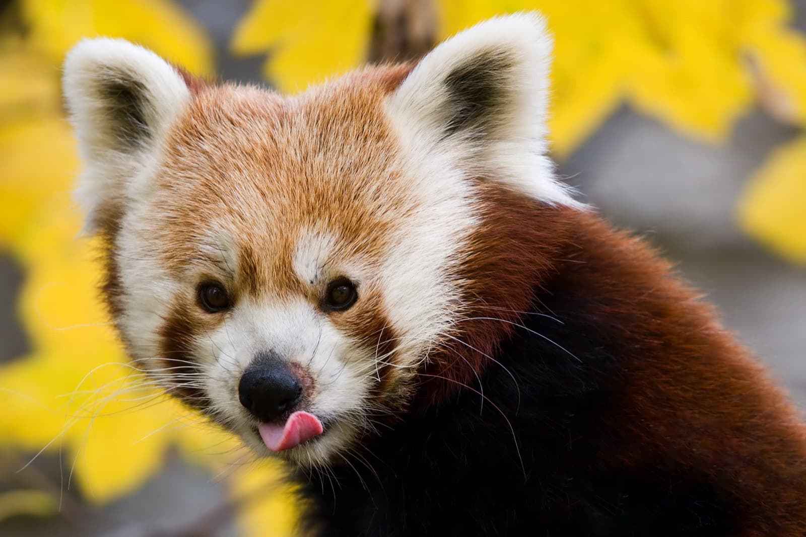 Röd panda — 2/3