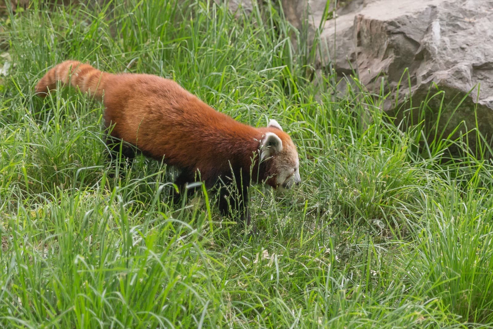 Röd panda — 3/3