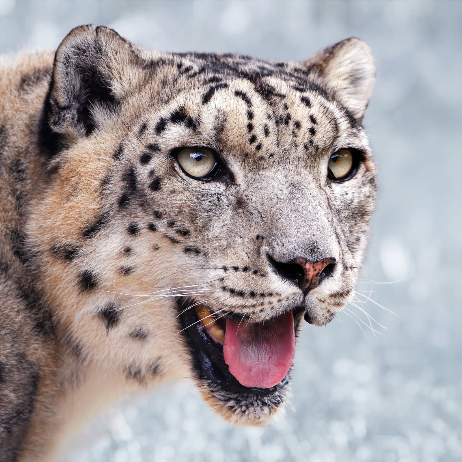 Snöleopard — 2/3