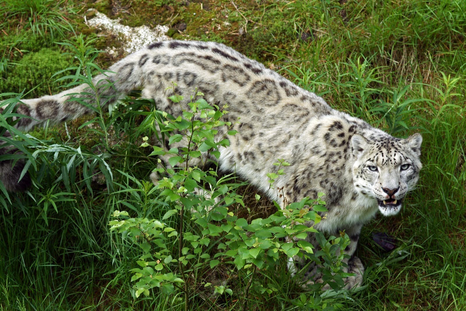Snöleopard — 3/3