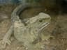 Tuatara
