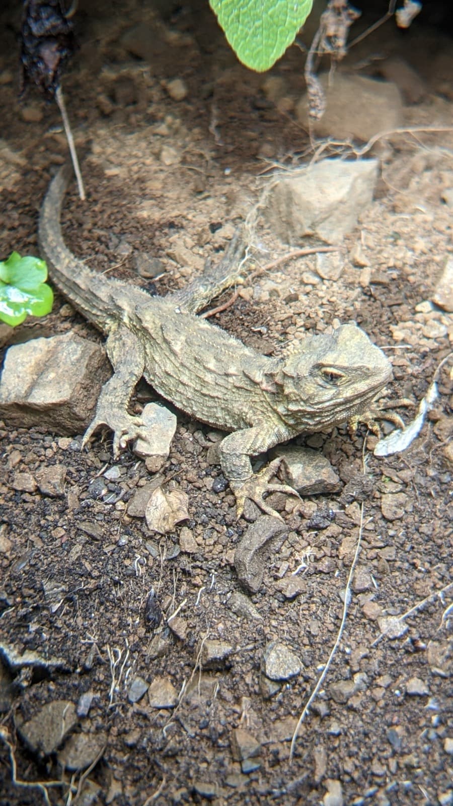 Tuatara — 2/3
