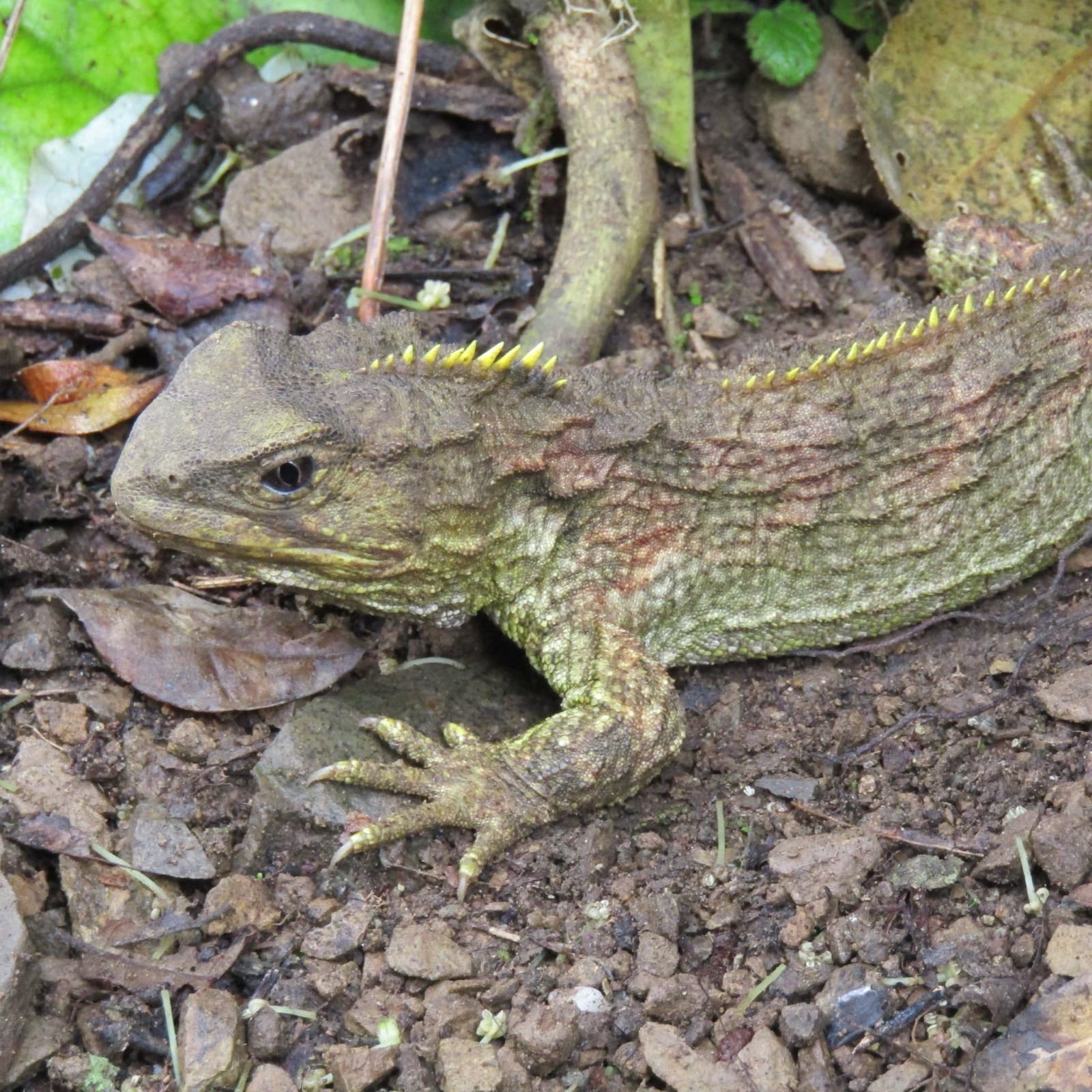 Tuatara — 3/3