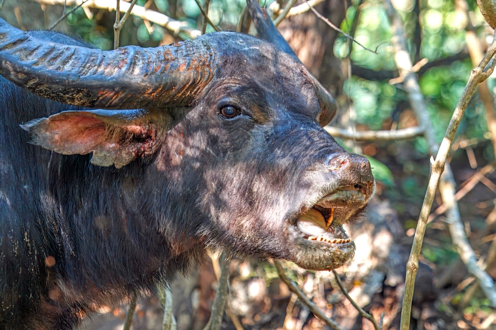Vild vattenbuffel — 2/3